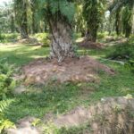 Proyek Bun-Bun Pohon Sawit Miliaran Rupiah di PTPN 4 Kebun Gunung Bayu Diduga Mubajir