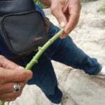 Diduga Jadi Ajang Korupsi, Bangunan Rabat Beton di Desa Landbouw Hancur Parah