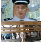 Program Ketahanan Pangan dan Hewani Desa Pengaringan Bantuan Kambing Tahun 2023 Diduga Jadi Ajang Korupsi Pak Kades Sarkasih