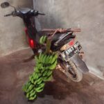 ‘ADI’ Anak Menantu Kaur Pembangunan Desa Talang Jembatan Tertangkap Tangan Saat Mencuri Pisang di Kebun Milik Warga