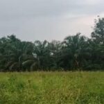 Kades Deni Aris Munandar Diduga Korupsi Hasil Panen Sawit dan Padi Milik Desa Talang Jembatan