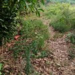 Kades Tanjung Harta Diduga Maling Dana Pembuatan Jalan Telford di Dusun 02 Yang Menggunakan Keuangan Dana Desa Tahun 2023