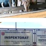 Kasus Ketahanan Pangan/Hewani Ternak Kambing, APH Lambar Dikibuli Oleh Mantan Peratin Nandang Romadona