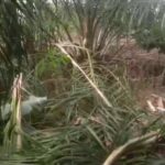 Masyarakat Sangat Resah Atas Kedatangan Gajah Liar di Desa Sinar Danau Kecamatan Buana Pemanca