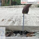 Proyek Pembangunan TPT dan Jalan Rabat Beton Desa Panosogan Diduga Gagal Kontruksi