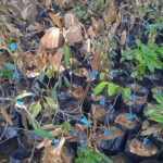 Program Ketahanan Pangan Tahun 2023 Pengadaan Benih Bibit Diduga Terlantar Didepan Kantor Desa Simanobak