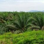 Plasma Terbengkalai, Masyarakat Korban Janji dan Hutang