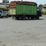 Mutu Sawit Pihak ke 3 PKS Tinjoan Mentah, Oknum Pemilik DO Diduga Main Mata