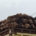 Kualitas Sawit Pihak Ke-3 PKS Dosin Mentah, Oknum Pemilik DO Diduga Main Mata