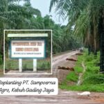 Oknum GM PT. Sampoerna Agro Diduga Menjual Barang Ilegal: Perusahaan Tutup Mata