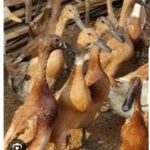 PenjarakanKepala Desa Sinar Baru Diduga Korupsi Dana Desa untuk Program Ketahanan Pangan Itik