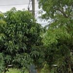 Listrik Didesa Simpang Abung, Dayanya Less Power