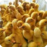 Program Ketahanan Pangan Ternak Bebek Angaran DD Tahun 2023 Desa Cipta Muda Diduga Sia-sia