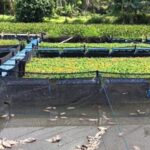 Dampak Pencemaran Lingkungan Puluhan Ribu Ikan Air Tawar Mati Akibat Limbah PKS Jebol