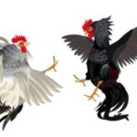 Desa Lubuk Rukam Kecamatan Kandis di Duga Menjadi Tempat Sabung Ayam, APH Gerak Cepat!!