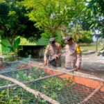 Polres Ogan ilir Melaui Kapolsek Rantau Alai Dukungan Program Ketahanan Pangan