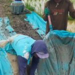 Pembangunan Jalan Usaha Tani Cor Beton Desa Sumedang Sari Diduga di Rampok Manusia Berwatak Jahat, Kurangi Ketebalan