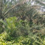 LSM IPW Soroti Anggaran Pemeliharaan Lahan Sawit Milik PTPN IV Regional I Kebun Dusun Hulu