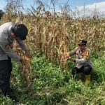 Kapolsek Rantau Alai Chek Perkembangan Tanaman Jagung Program Ketahanan Pangan di Desa Mekar Sari
