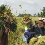 Kurang Sosialisasi, Petani Bingung Jual Gabah ke Bulog, Tengkulak Beli Dibawah HPP Rp 5.500 per Kilogram.