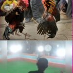 Sambung Ayam di Lamongan Lancar Jaya, Diduga Ada Keterlibatan Oknum Aparat