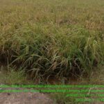 Oknum Gapoktan Desa Tanjung Serayan di Duga Rampok Uang Kegiatan Subsidi Oplah