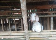 APH Lampura Diminta Periksa Semua Dana Desa Pengaringan Abung Barat Lampung Utara, Kalau Maling Ayam Bisa Dimasa, Terbukti Maling Uang Rakyat Juga Halal Dimasa Masyarakat Se-Kabupaten