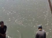 Ribuan Ikan Mati Mendadak di Aliran Sungai Padang, Menimbulkan Bau Tidak Sedap