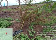 Dugaan Pelanggaran SOP Pada Tanam Ulang Perdana di PTPN IV Regional 2 Unit Kebun Mayang: Vendor Diduga Abai Standar Teknis
