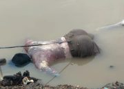 ‘Viral’ Jasad Pria Mengapung di Sungai Ogan Desa Kandis Dua