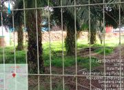 Puluhan Ton Kawol/Tangkos Diduga Dibiarkan Vendor di PKS Tinjowan, Pengawasan Lemah dan Rugikan Negara