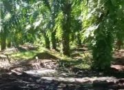 Masyarakat Desa Air Melancar Keluhkan Limbah Sawit PT MSS yang Cemari Sungai