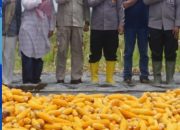 Gelar Panen Raya Jagung Serentak Kuartal III, Polres Lhokseumawe Dukung Swasembada Pangan 2025