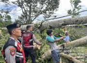 Satsamapta Polres Lampung Barat Evakuasi Pohon Tumbang Timpa Truk Pengangkut Barang
