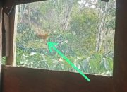 Harimau Sumatera Muncul di Tanjung Raja Lampung Utara Siang Hari Rabu 17 September 2025, Warga Diminta Waspada