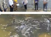 Ketahanan Pangan Desa Talang Sari Kembangkan Budidaya Ikan Patin untuk Masyarakat