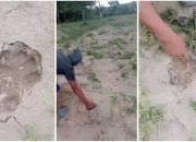 Heboh Jejak Harimau Sumatera di Way Kanan, BKSDA Temukan Rekaman Palsu Beredar