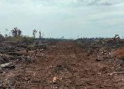 Kebakaran Hutan di Kawasan HPK Pinang Sabatang Tapan, Pesisir Selatan, Masih Terjadi
