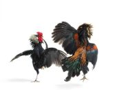 Ada Apa? Perjudian 303 Sabung Ayam Terkesan Aman-Aman Saja di Kabupaten Lamandau