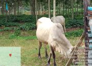 Diduga Ada Pembiaran Tanaman Belum Menghasilkan (TBM) di PTPN IV Kebun Bandar Betsy, Pengamanan Diduga Tutup Mata