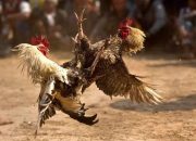 Diduga APH Tutup Mata, Aktivitas Perjudian Sabung Ayam (303) Kembali Marak di Lamandau