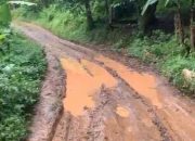 Warga Tanam Pohon Pisang dan Talas di Jalan Rusak, Protes ke Pemerintah Kabupaten Serang