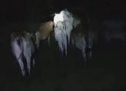 Diduga Lembu Masuk ke Areal TBM Kebun Tinjowan, PTPN IV Belum Beri Tanggapan Resmi