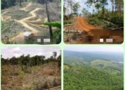 Perambahan Hutan di Mukomuko Berlangsung Puluhan Tahun, HPT Kian Terdesak, Dugaan Keterlibatan Korporasi hingga Oknum Pejabat Menguat