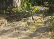 Warga Sukajadi Makin Murka, Jalan Rusak Ditanami Pisang Usai Viral di Media