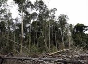 Kerusakan Hutan di Mukomuko Memicu Kekhawatiran, Dikaitkan dengan Bencana Hebat di Sumatera