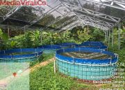 Anggaran Ketahanan Pangan Desa Citaman Tahun 2025 Diduga Diserap, Program Bioplog Tak Berjalan