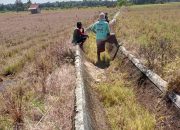 KECEWA BERAT! Petani Desa Arah Tiga Bongkar Dugaan Proyek Irigasi BWSS Sumatera VII Bengkulu Tak Tepat Sasaran