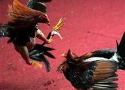 Menjelang Ramadan, Dugaan Judi Sabung Ayam di Kahuripan Karundang Cipocok Tutup