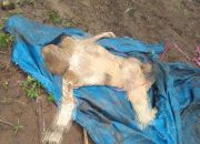 Misteri 14 Hari Hilang, Pria 71 Tahun Ditemukan Tewas Tersangkut Kayu di Sungai Way Umpu